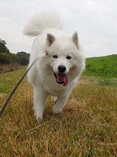 dote_i1811134.jpg