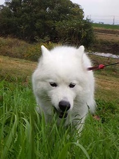 dote_i1811136.jpg