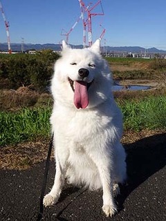 dote_i18111510.jpg