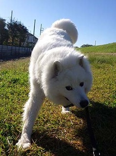 dote_i18111511.jpg