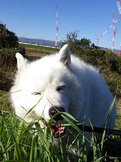 dote_i18111512.jpg