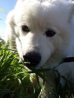 dote_i1811156.jpg