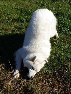 dote_i1811159.jpg