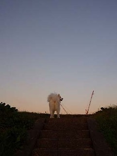 dote_i1811161.jpg