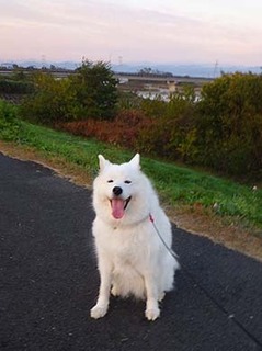 dote_i1811162.jpg