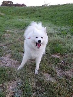 dote_i1811163.jpg