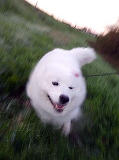 dote_i1811164.jpg
