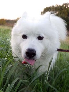 dote_i1811165.jpg