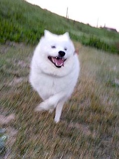 dote_i1811166.jpg