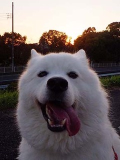 dote_i1811167.jpg