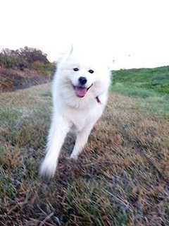dote_i1811168.jpg