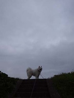 dote_i1811191.jpg
