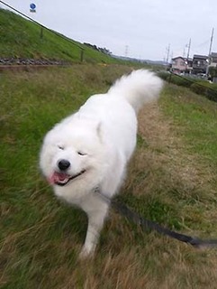 dote_i1811192.jpg