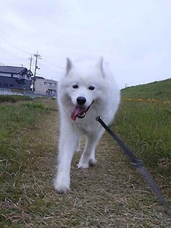 dote_i1811193.jpg