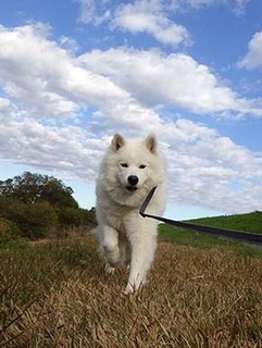 dote_i18112003.jpg