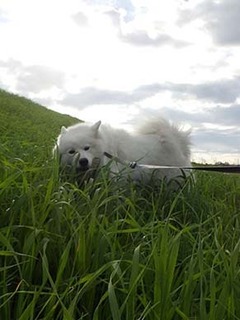 dote_i18112004.jpg