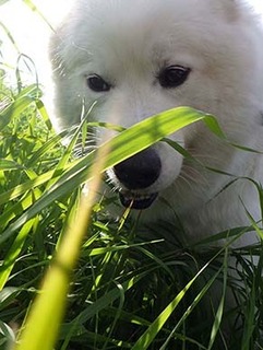 dote_i18112005.jpg