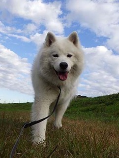 dote_i18112009.jpg