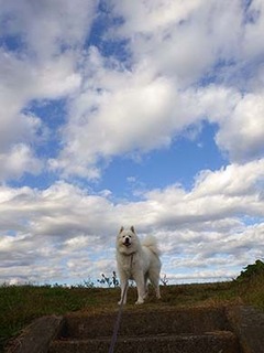 dote_i1811201.jpg