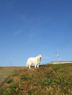 dote_i1812021.jpg