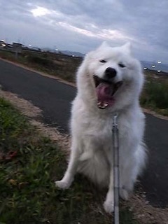 dote_i1812032.jpg