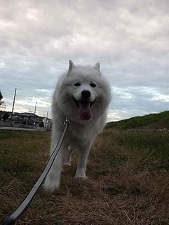 dote_i1812036.jpg
