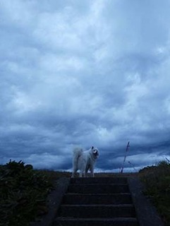 dote_i1812051.jpg