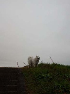 dote_i1812061.jpg