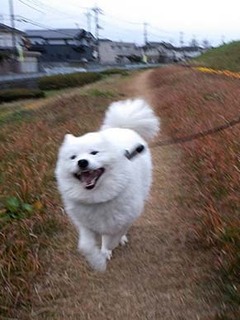 dote_i1812064.jpg