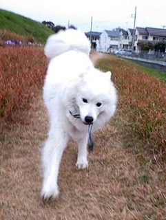 dote_i1812065.jpg