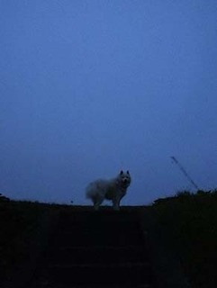 dote_i1812071.jpg