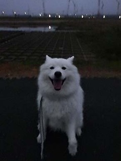 dote_i1812072.jpg