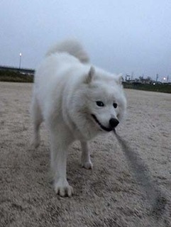 dote_i1812075.jpg