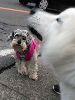 dote_i1812076.jpg