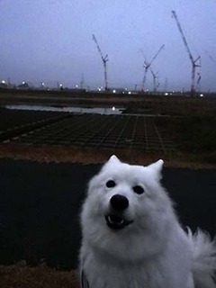 dote_i1812077.jpg