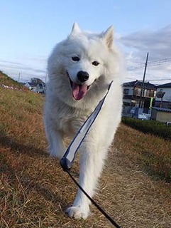 dote_i1812083.jpg