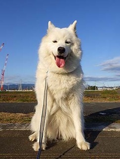dote_i1812085.jpg