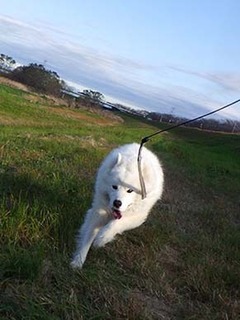 dote_i1812086.jpg