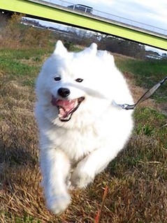 dote_i1812087.jpg