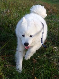 dote_i1812089.jpg