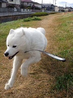 dote_i1812093.jpg