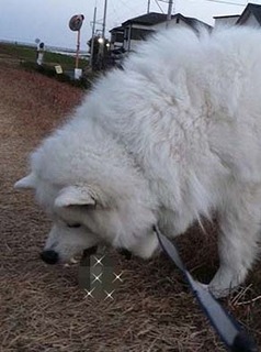 dote_i1812105.jpg