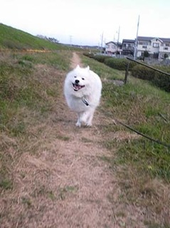 dote_i1812108.jpg
