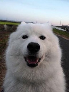 dote_i1812109.jpg