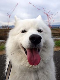 dote_i18121110.jpg