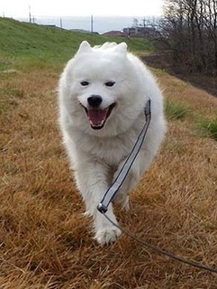 dote_i1812114.jpg