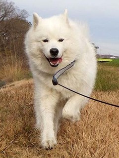 dote_i1812117.jpg