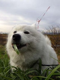 dote_i1812118.jpg