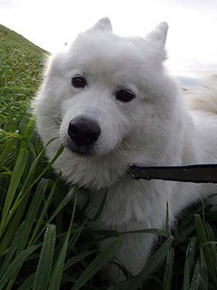 dote_i1812119.jpg