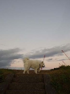dote_i1812141.jpg